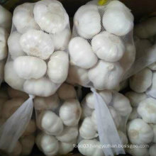 Golden Supplier Chinese Fresh Normal White Garlic